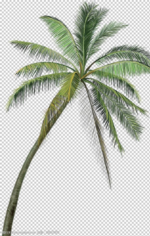 海南三亚椰子树图片