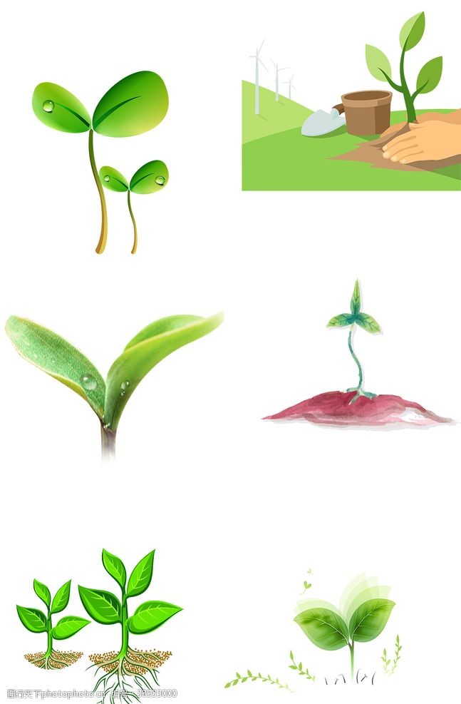 藤蔓植物素材图片