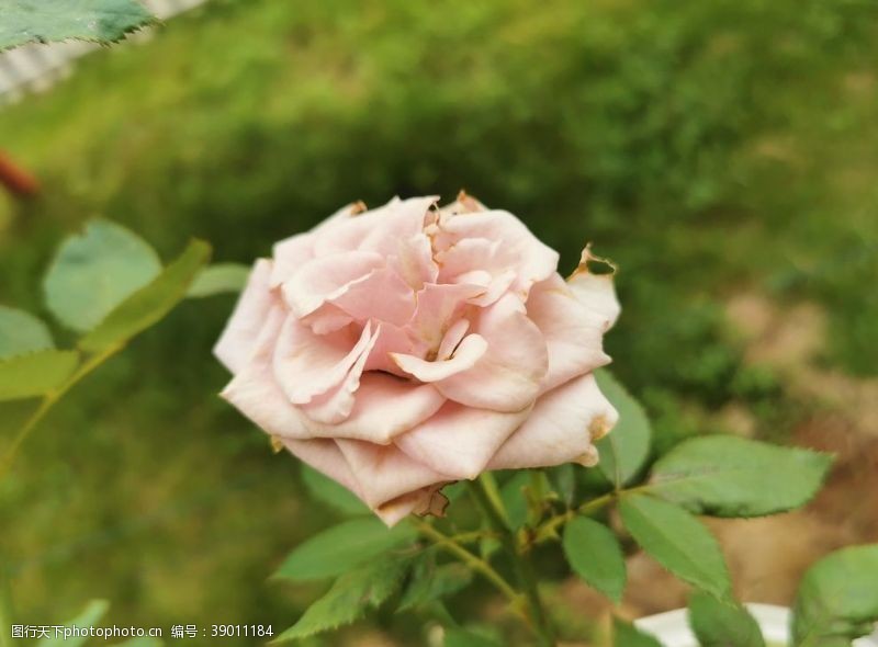 粉色玫瑰花束粉红色玫瑰花图片