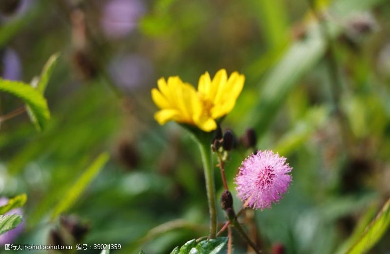 干花含羞草图片