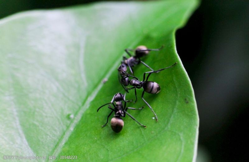 微生物黑蚂蚁图片