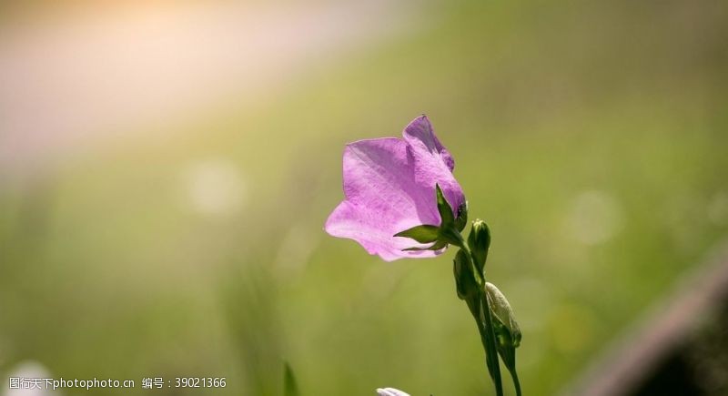 干花铃当花图片