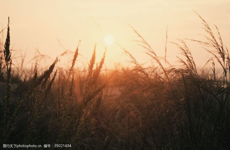 小嫩叶绿草图片