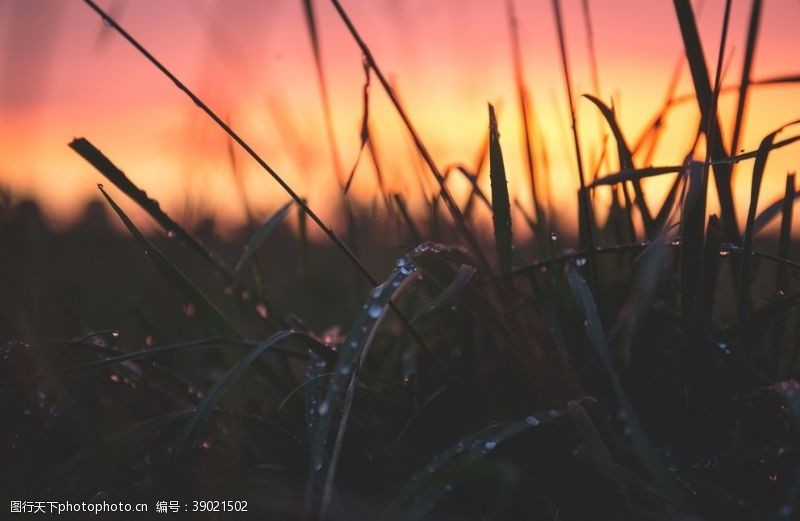 小嫩叶绿草图片