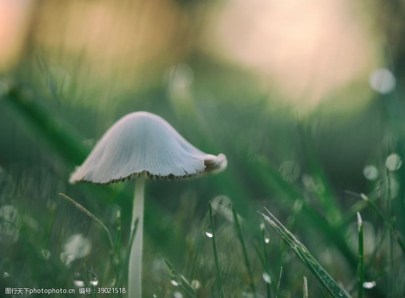 蘑菇真菌蘑菇图片