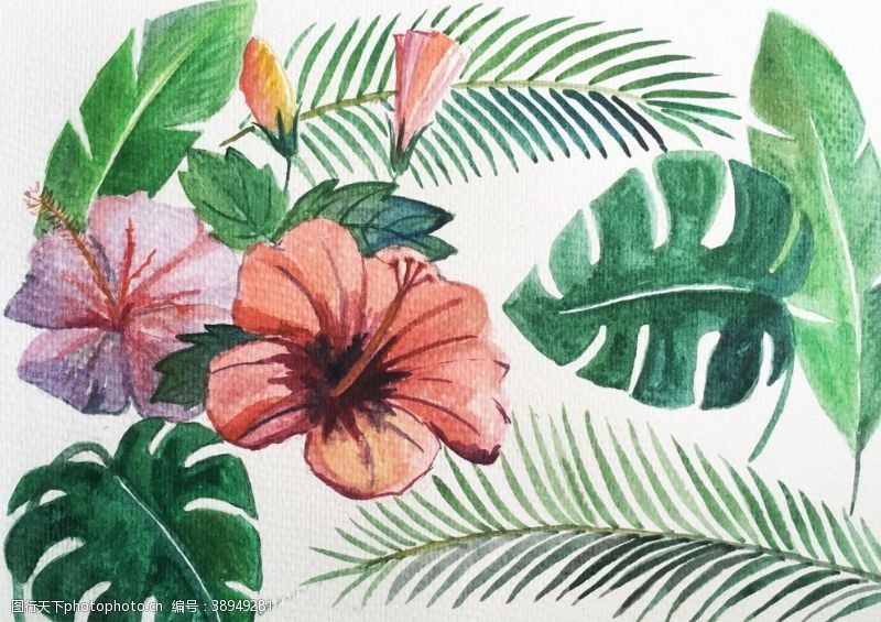 美人蕉热带树叶手绘树叶图片