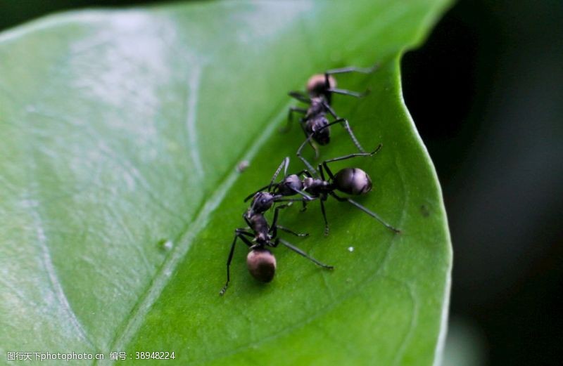 微生物三小蚂蚁图片