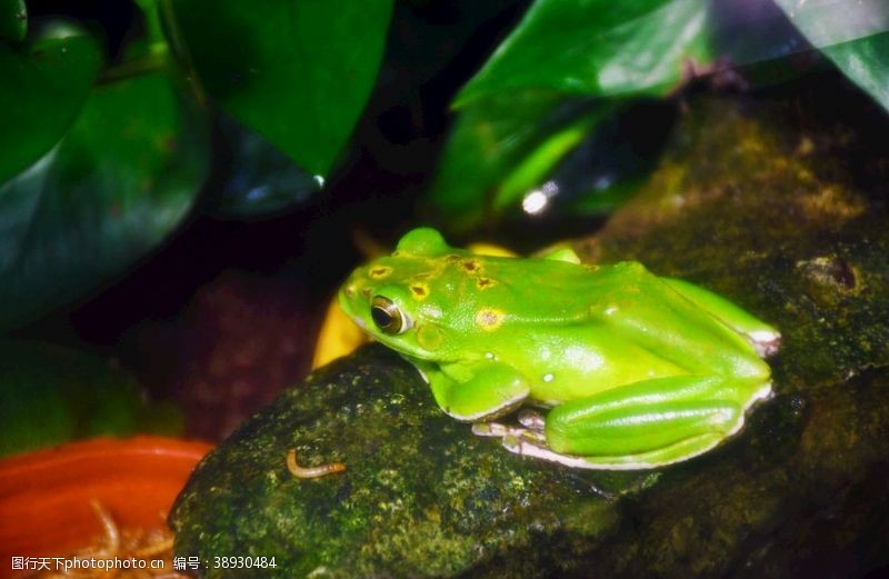 绿色青蛙树蛙图片