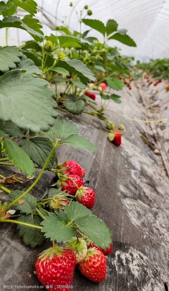 果园风光草莓熟了图片