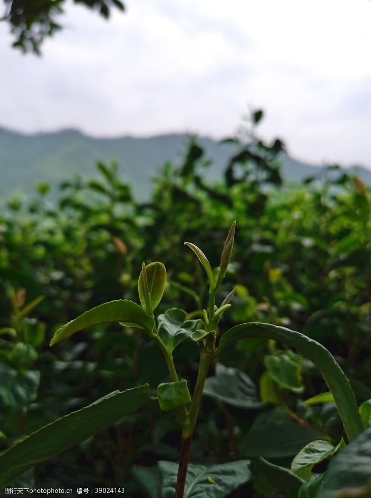 茶农茶叶嫩芽图片
