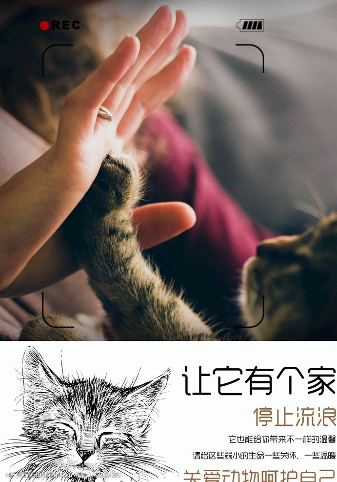 公益海报关爱动物图片