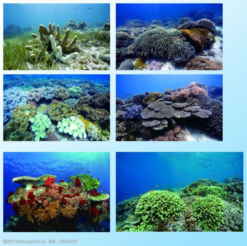 水藻素材海底世界素材图片