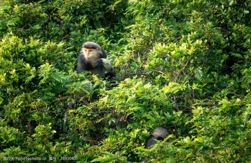 威猛猴子图片