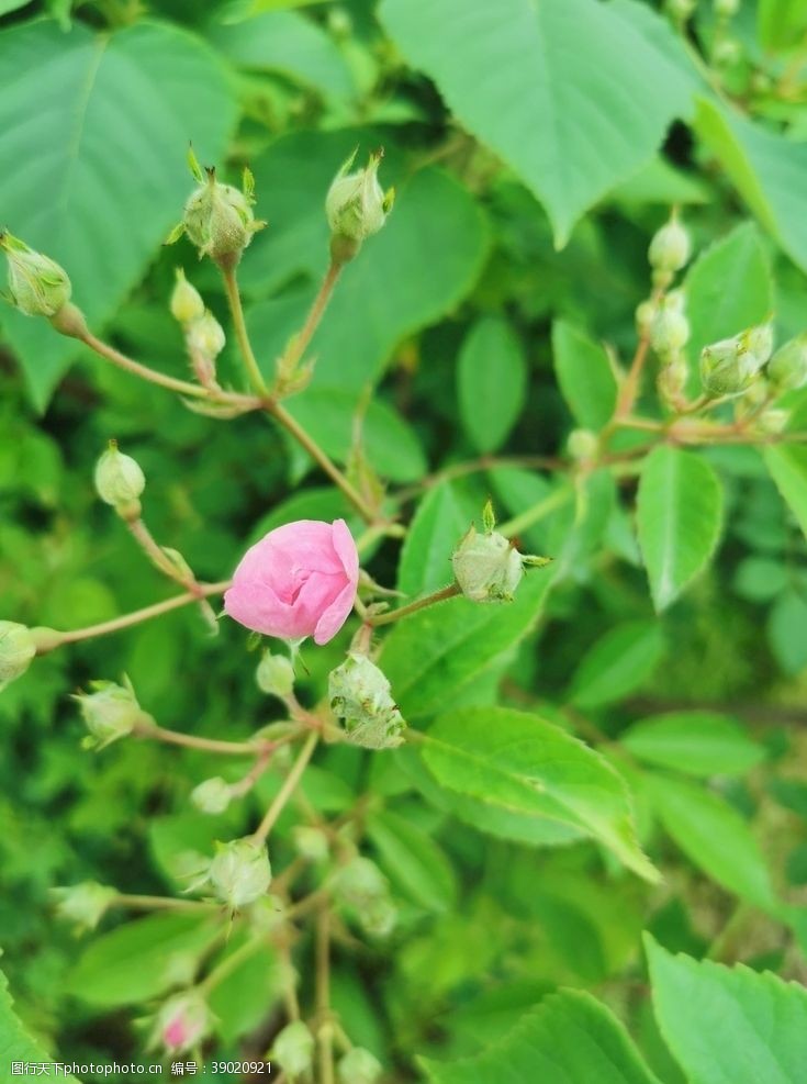 玫瑰花苞花苞图片