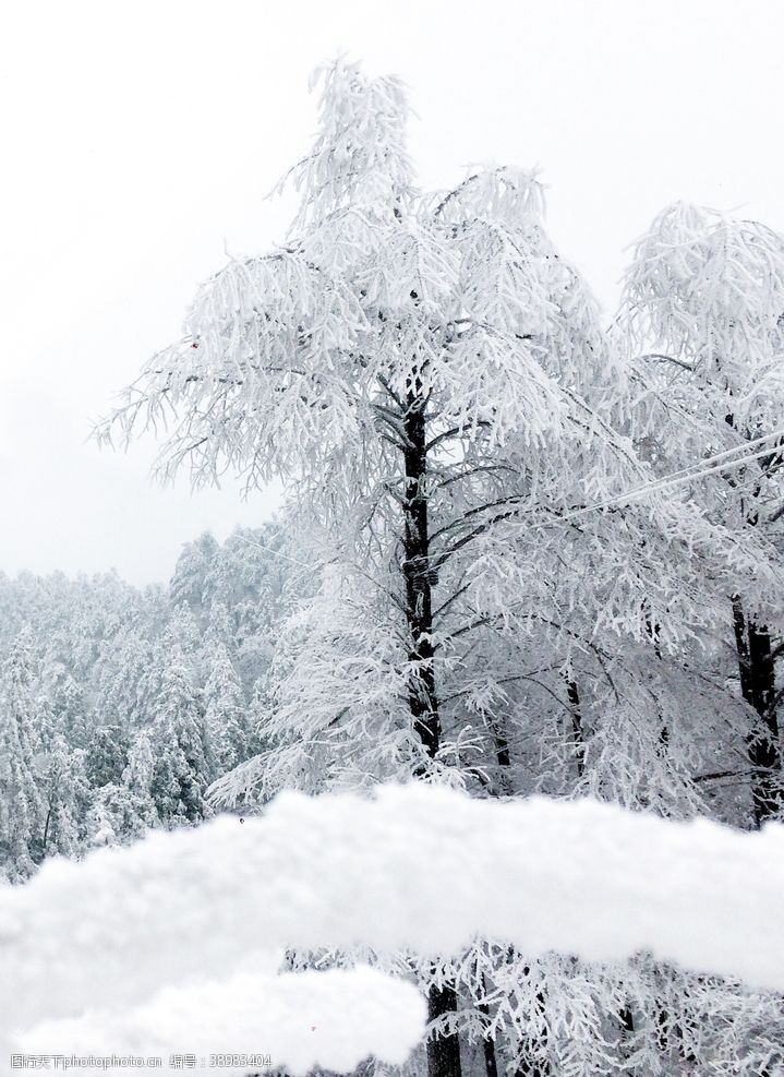 景观树木雪景图片