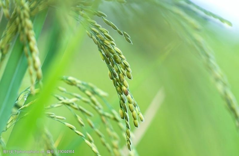 稻谷稻米稻穗高清图片