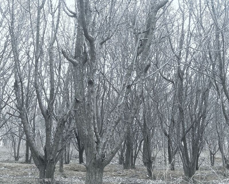 冬日园林冬日树林图片