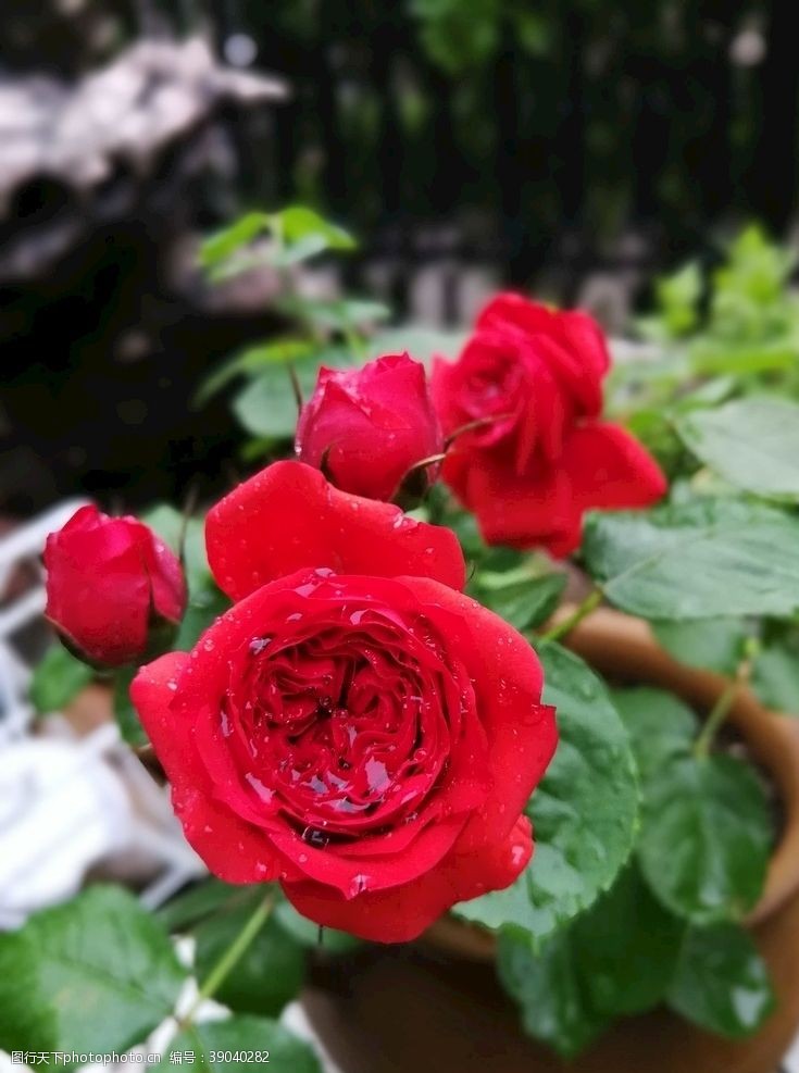 玫瑰花苞红苹果月季图片