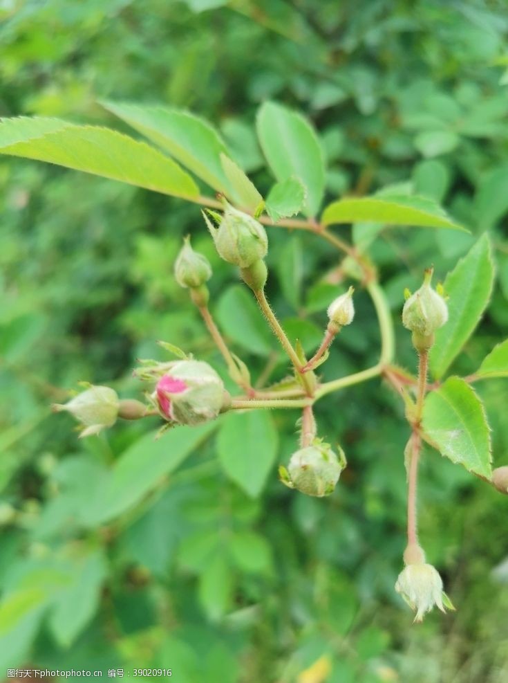 玫瑰花苞花苞图片