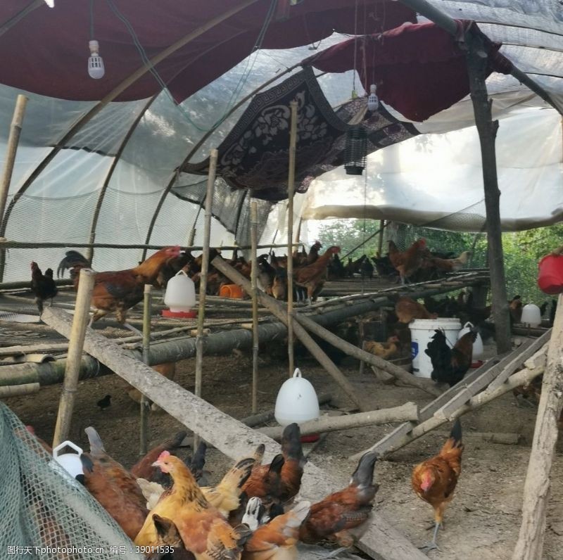 禽流感农家土鸡图片