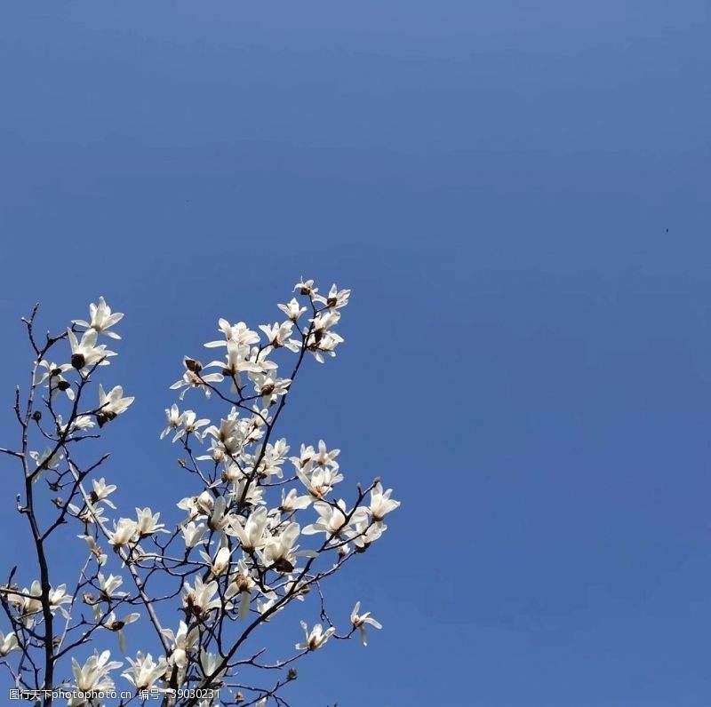 树枝白玉兰花图片