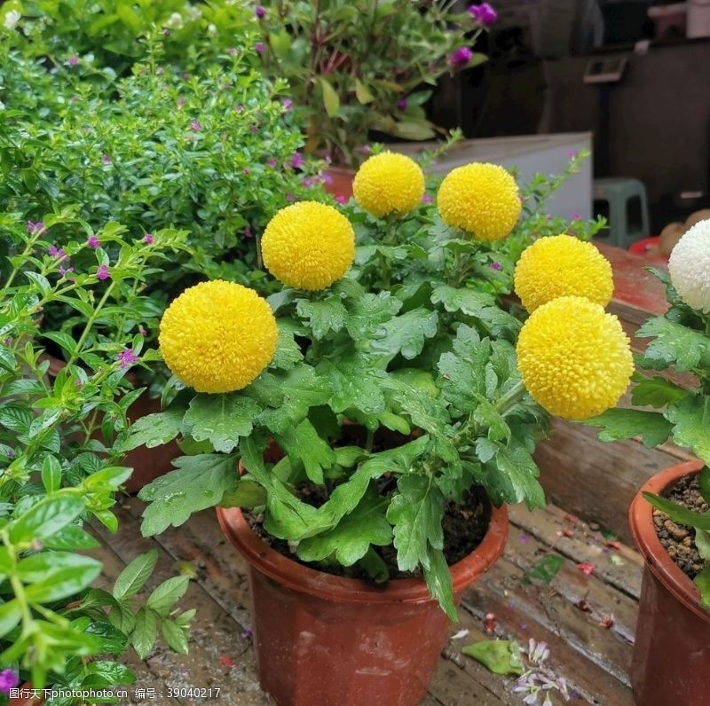 春天的花绿乒乓球黄菊图片