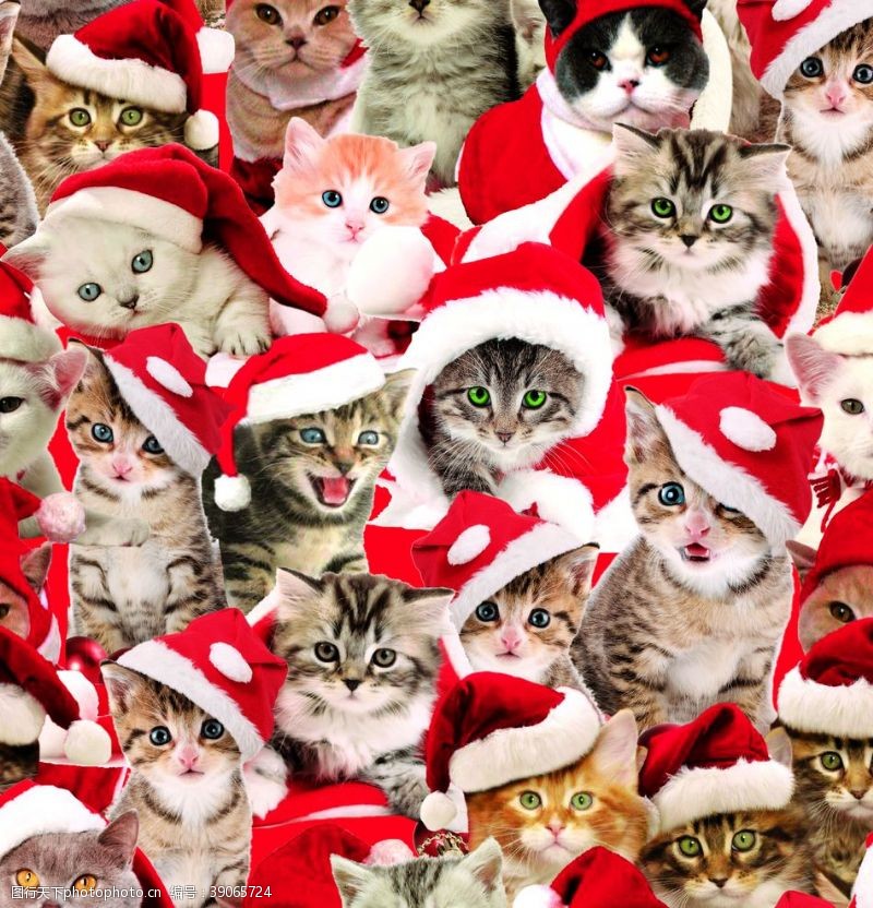 圣诞印花面料圣诞猫咪图片