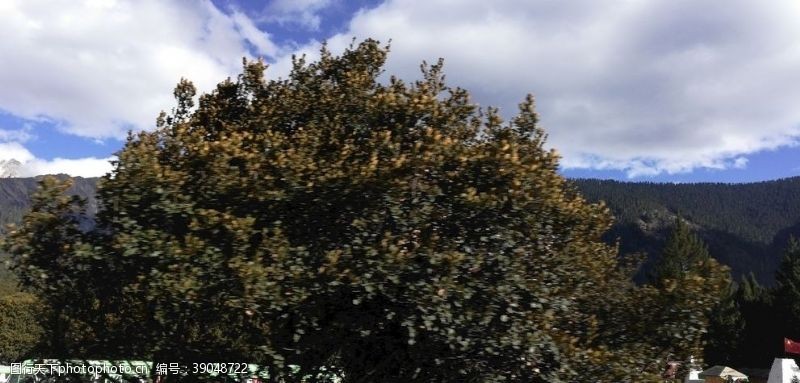 树枝蓝天白云树木风景图片