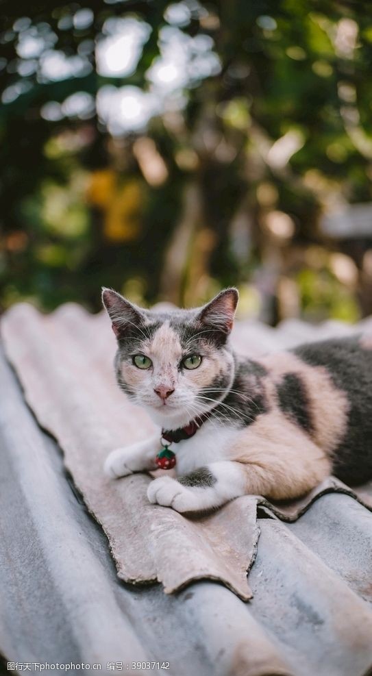 小猫特写猫图片