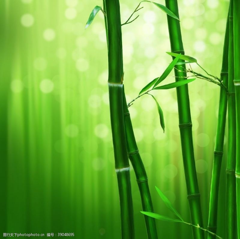 绿色背景竹子图片