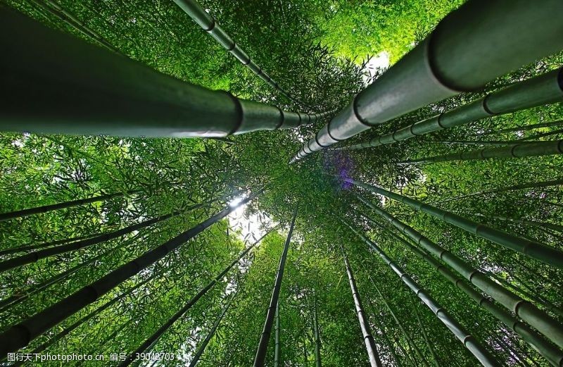 徒步登山竹子图片