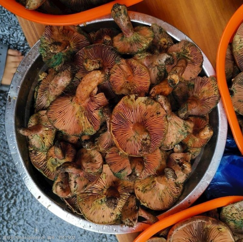 茶树菇虫菌从菌枞菌图片