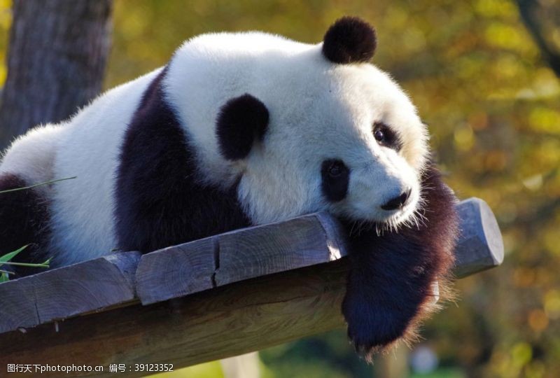关爱眼睛大熊猫图片