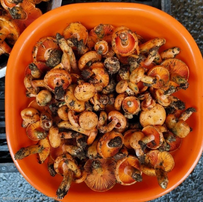 茶树菇枞菌菇图片