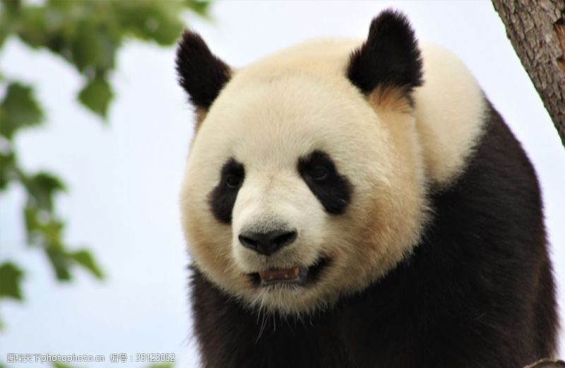 护照憨态可爱的大熊猫图片
