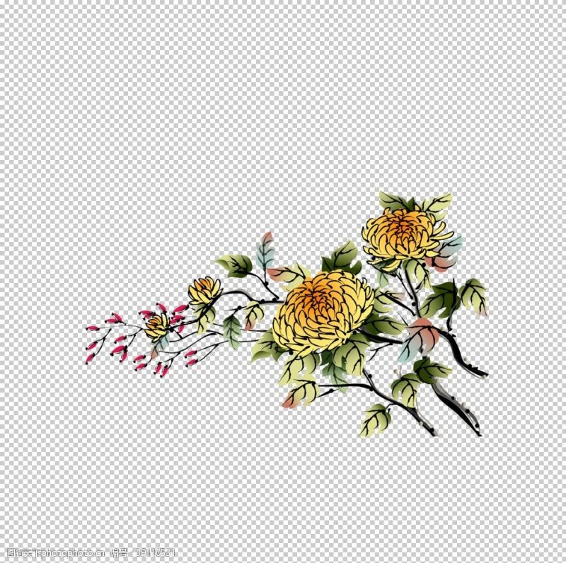 中秋菊花素材图片