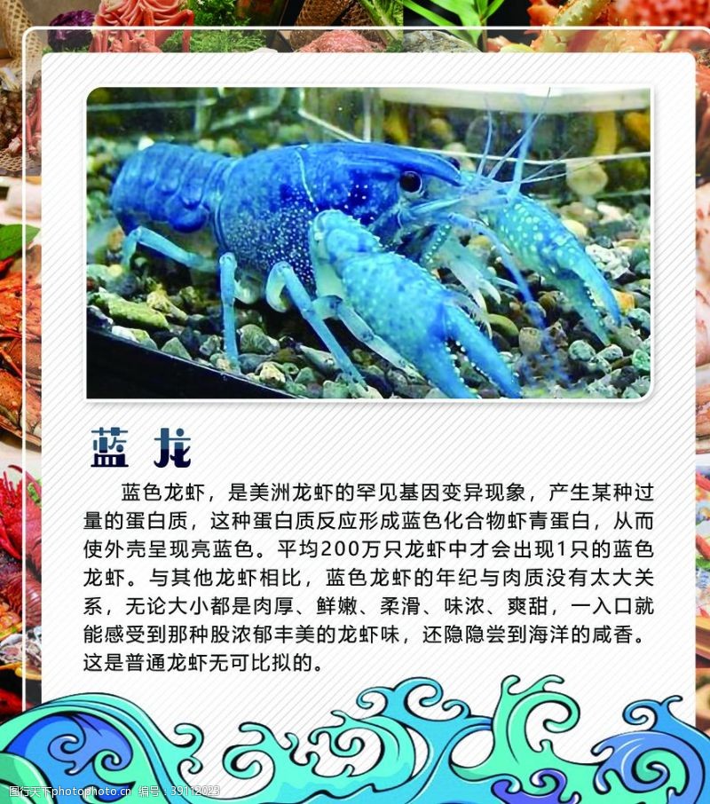 蓝龙虾图片