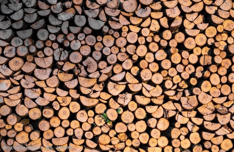 横截面木材高清摄影图片