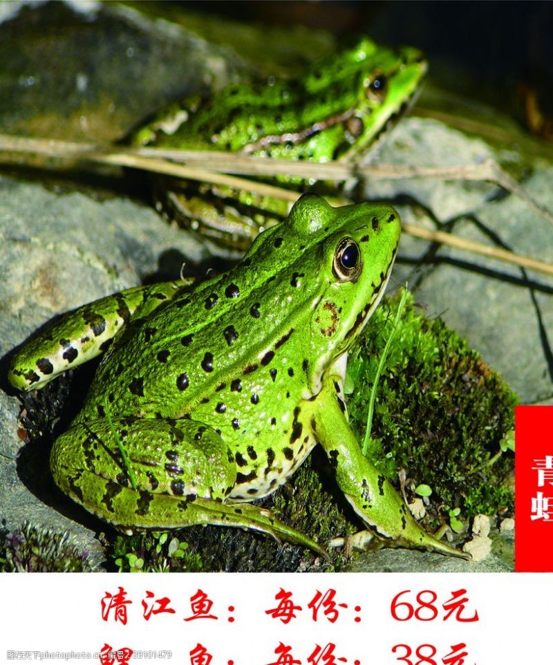 湘菜馆广告青蛙图片