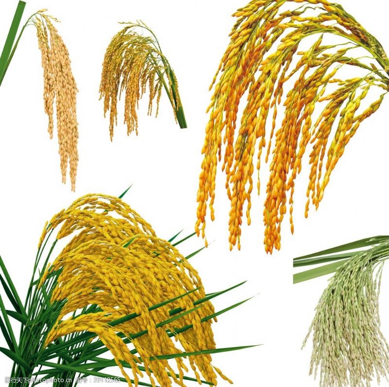 五常大米水稻图片
