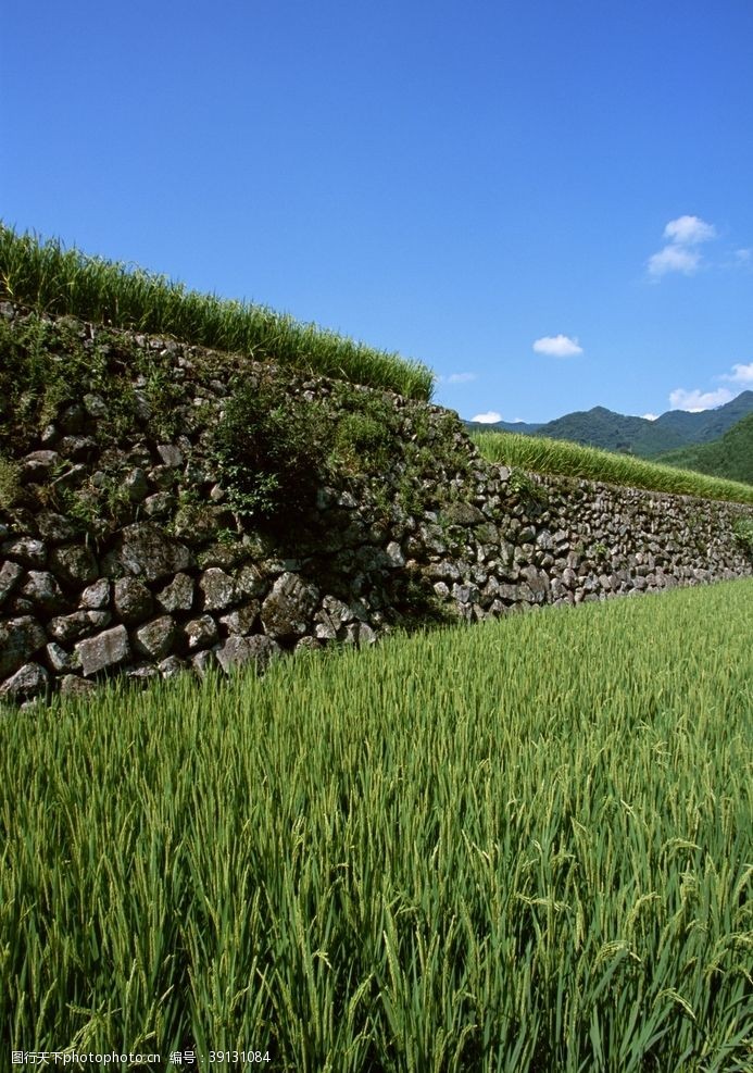 南植物园美景乡村田野图片