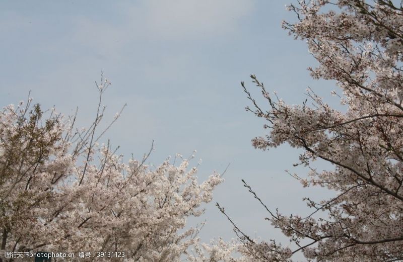 盛开的樱花樱花树二月的风图片