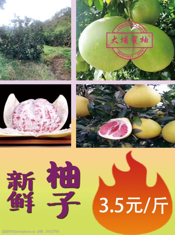 季节柚子海报图片