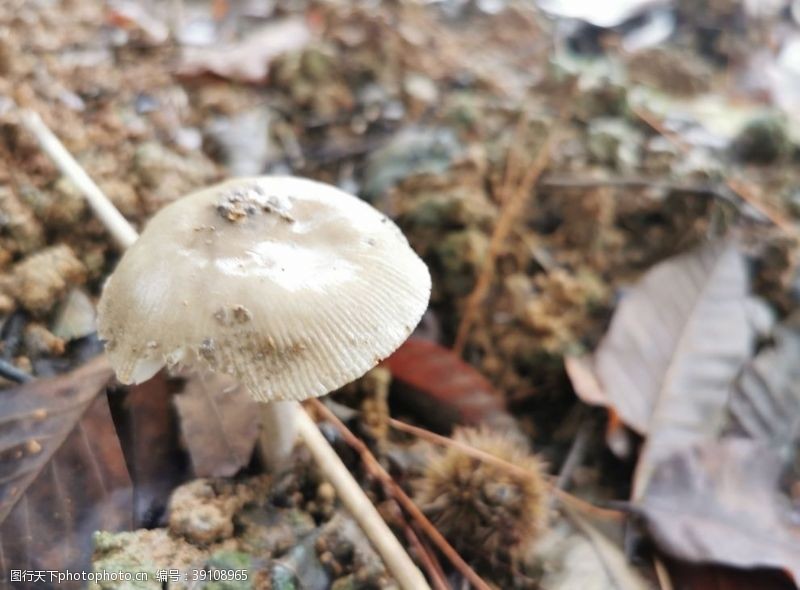 蘑菇真菌毒蘑菇图片