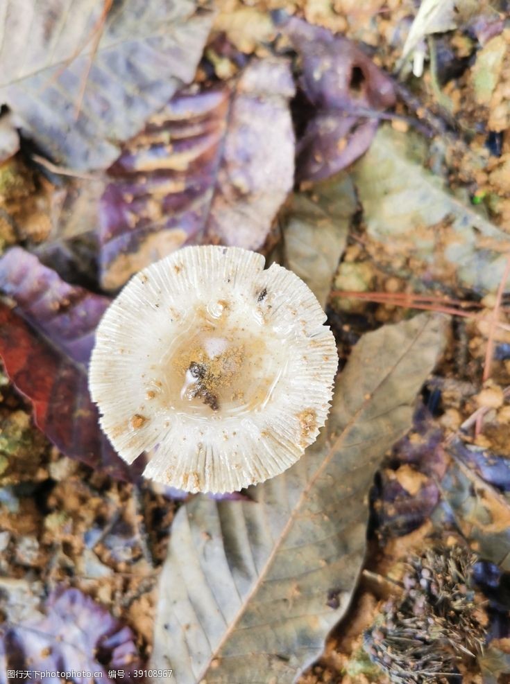 蘑菇真菌毒蘑菇图片