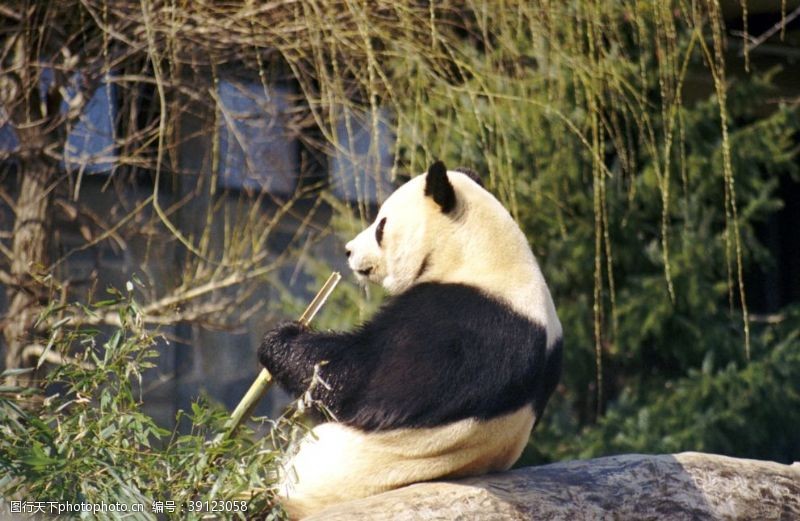 可爱宝宝照憨态可爱的大熊猫图片