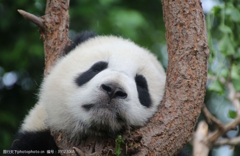 可爱宝宝照憨态可爱的大熊猫图片