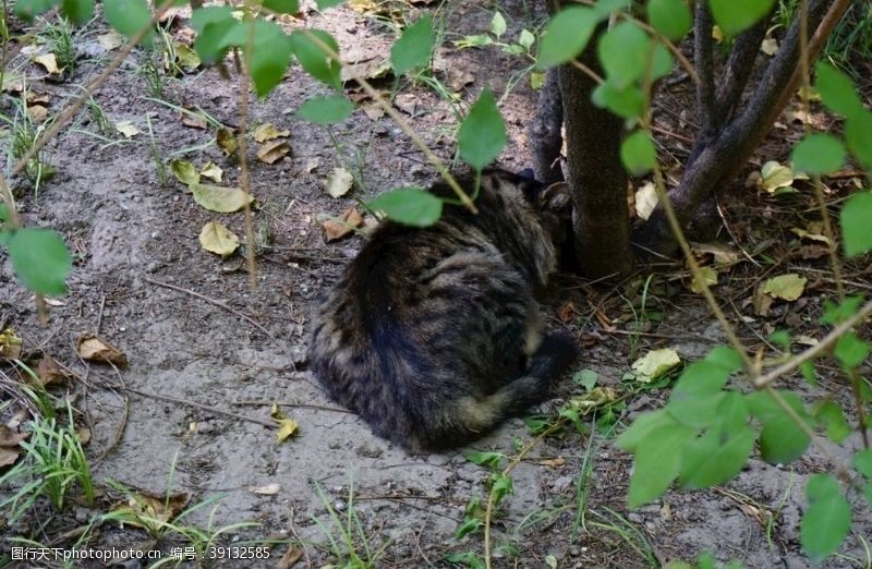 流浪猫猫图片