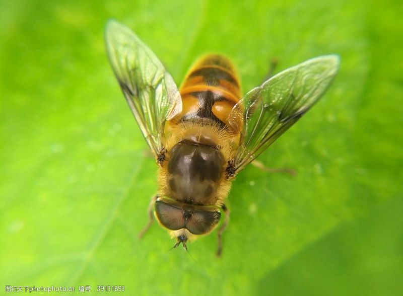 微粉蜜蜂图片