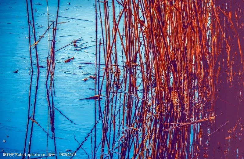 公园湖泊漂亮的芦苇图片